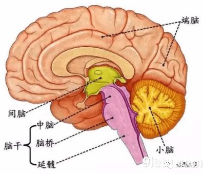 大家来看一下脑干所在位置.png