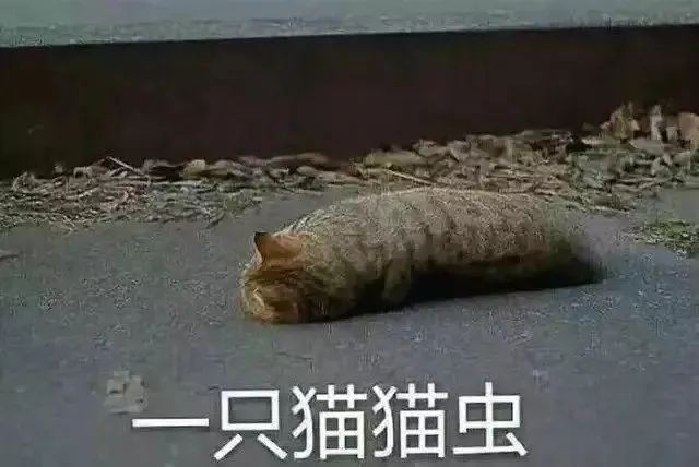 猫猫虫是什么意思.jpg