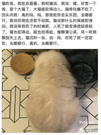 小猫文学是什么意思.png